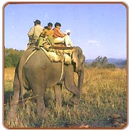 Elephant Ride, Kanha Travels & Tours