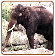 Elephant, South India Wildlife Tour