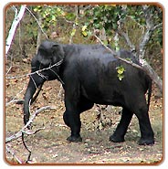 Elephant, Wildlife of East India Tour