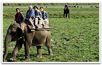 Elephant Safari, Jabalpur Travels Vaction