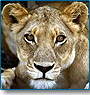 Gir Lion Tour
