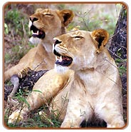 Lion, Gir Wildlife Tourism