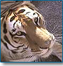 Classical Wildlife Tour with Goa