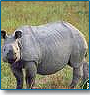 Great Indian Wildlife Tour