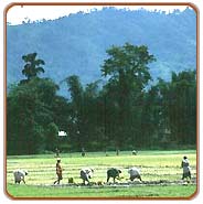 Field, Guwahati travel Packages
