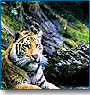 Himalayan Wildlife Tours