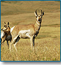 Tour to Indian Wildlife