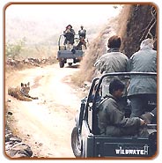 Jeep Drive, Nagpur Tours