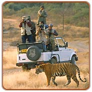 Jeep Ride, Kanha Vacations