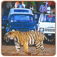 Jeep Safari, Kanha Holiday Vacations