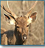 Jungle Joy Wildlife Tour