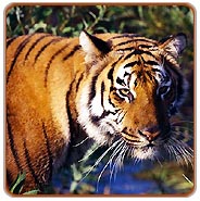 Kanha Jungle Safari