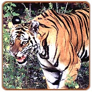 Kanha Wildlife Safari