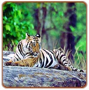 Tiger, Dudhwa National Park Holidays