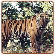 Kanha Wildlife Safari