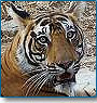 Kanha Wildlife Tour 