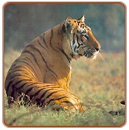 Tiger, Kahna Vacations