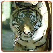Kanha Tiger Jungle Safari