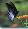Kerala Wildlife Tour 