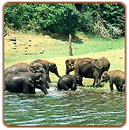 Wildlife Tourism of Kerala