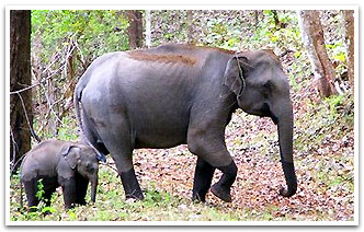 Elephant,Kochi Wildlife Tour
