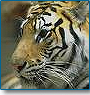 Lion & the Rann of Kutch