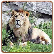 Gir Lion Tour