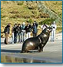 Luxury Wildlife Tour