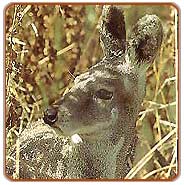 Musk Deer, Kanha Travels