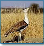 Grand Wildlife Tour of India and Nepal