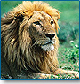 North India Wildlife Tour 