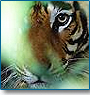 Panna Wildlife Tour 