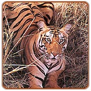 Tiger, Panna Wildlife Tours