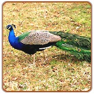 Peacock, Bharatpur Vacations