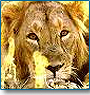 Photographic Safari India