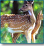 Best of Wildlife & Pinch of Culture