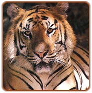 Tiger, Ranthambore Wildlife Safari