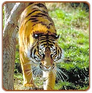 Ranthambore Tiger Safari