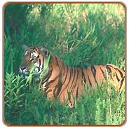 Tiger, Ranthambhore