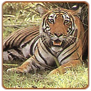 Ranthambore Wildlife Safari