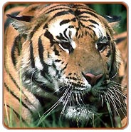 Tiger, Ranthambhore