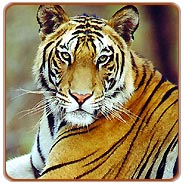 Tiger, Ranthambhore Travels