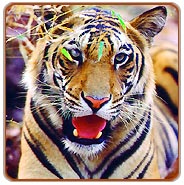 Ranthabore Tiger Tour