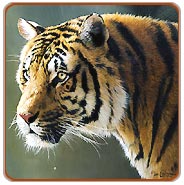 Ranthambore Tiger Tour