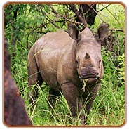 Rhino, Kaziranga National Park