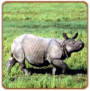 Rhino, Kaziranga Holiday Vacations