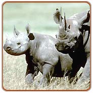 Rhinos, Kaziranga Holiday Vacations