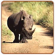 Rhino, Kaziranga  Tours