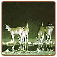 Sambhar, Kanha Holiday Vacations