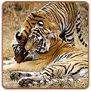 Tigers, Sariska Travels